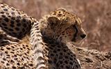 TANZANIA - Serengeti National Park - Ghepardo - 09